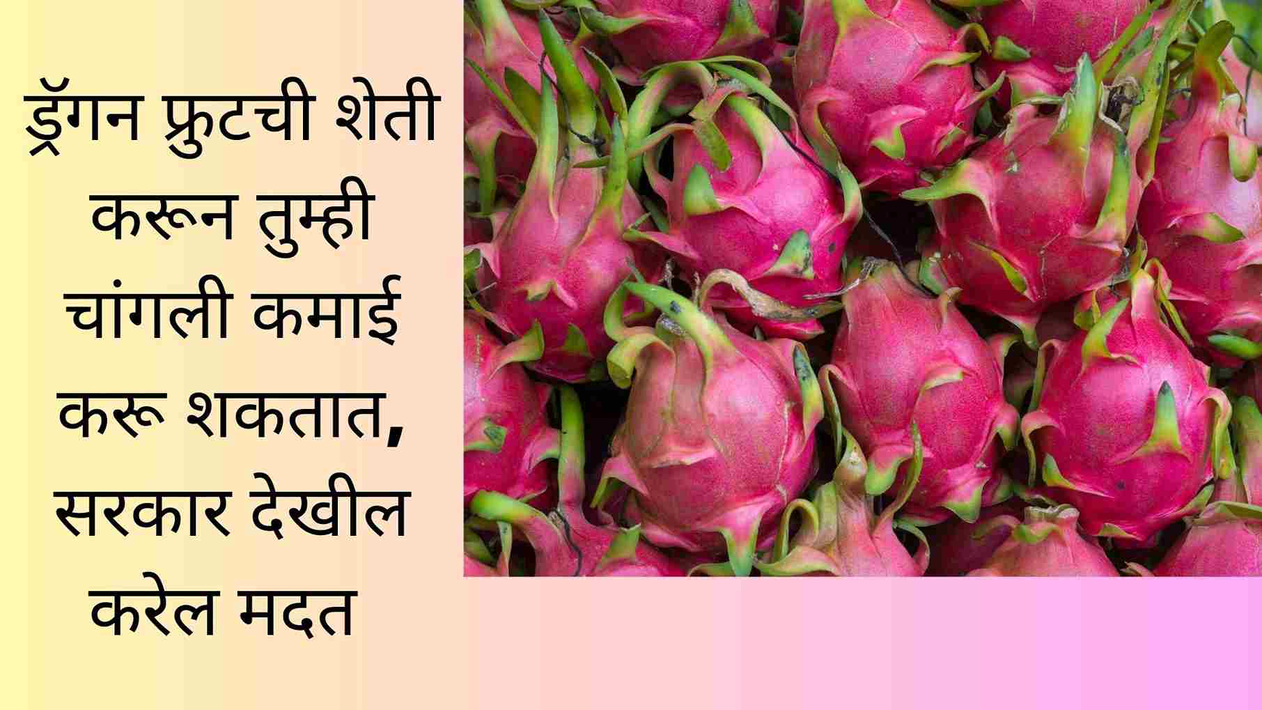 Dragon Fruit Farming Business In Marathi